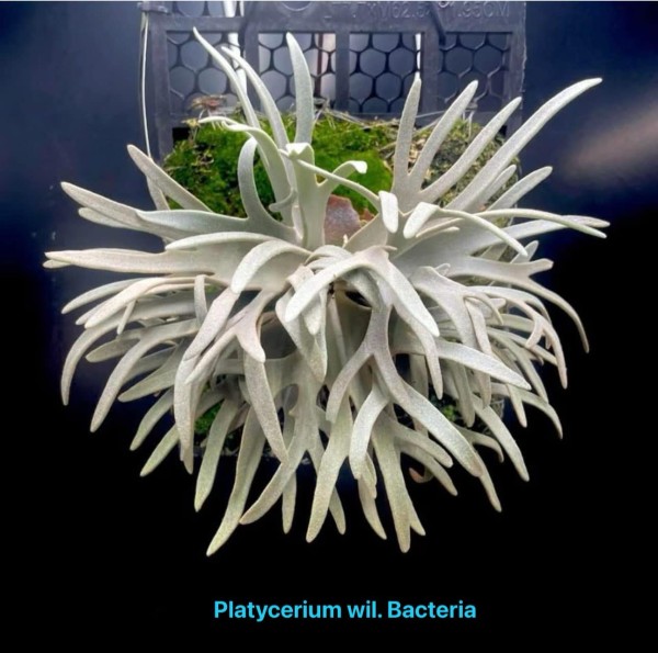 Platycerium wil. Bacteria - NEW!!!