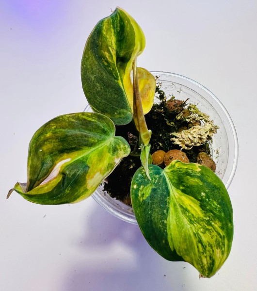 Philodendron Micans variegata - !!!NEW!!!