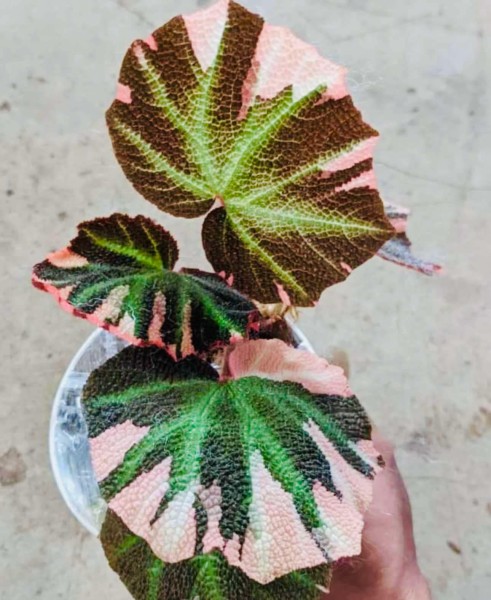 Begonia soli-mutata variegata - NEW!!!