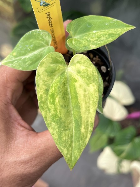 Anthurium Papilillaminum variegata 1 - NEW!!