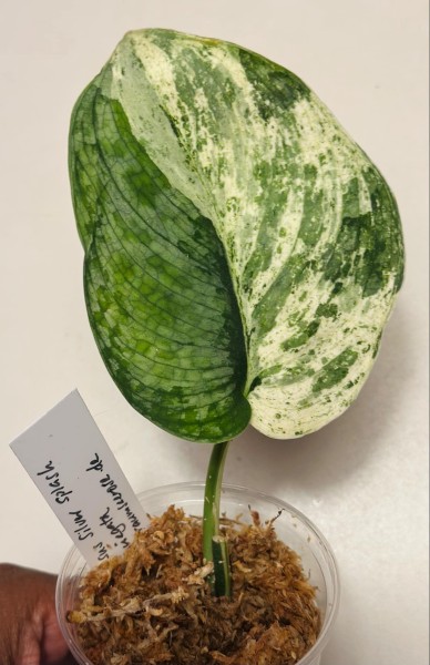 Scindapsus Silver cloud variegata - NEW!!!