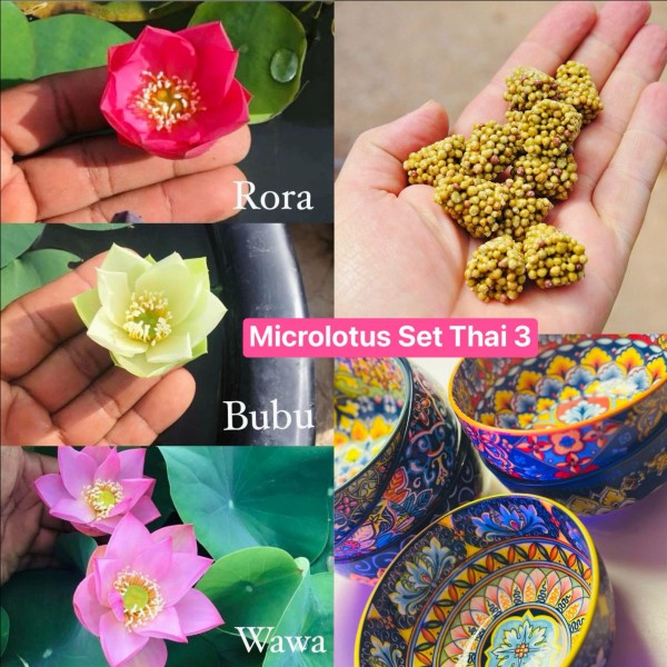 Micro Lotus Set - THAI 3 - NEW!!!