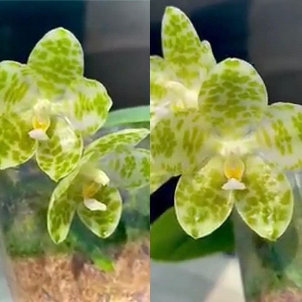 Phalaenopsis-Rare Green Flower- NEW!!