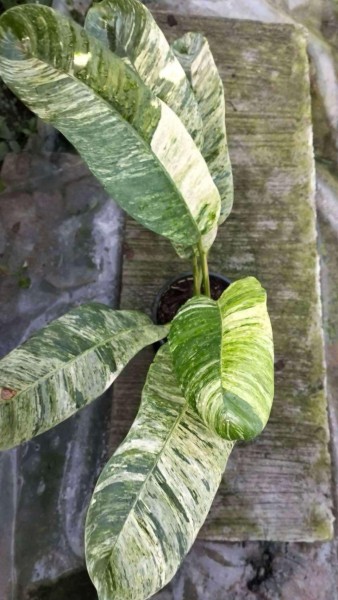 Epipremnum giganteum White Tiger 3 - NEW!!!