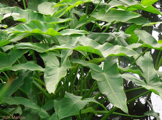 Peltandra Sagitifolia