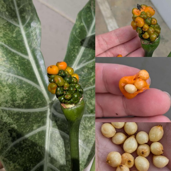 Alocasia longiloba Mottled variegata Samen - NEW!!