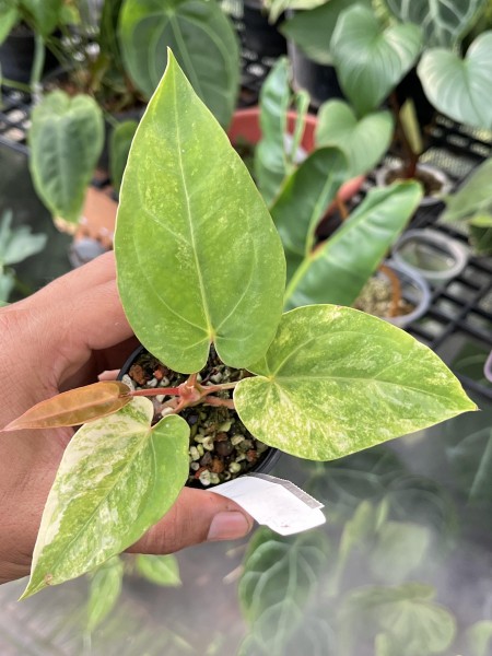 Anthurium Papilillaminum var. X Dressiert NSE TROPICALS 2 - NEW!!