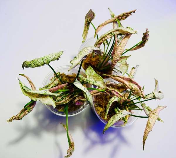 Syngonium Rolli - NEW!!