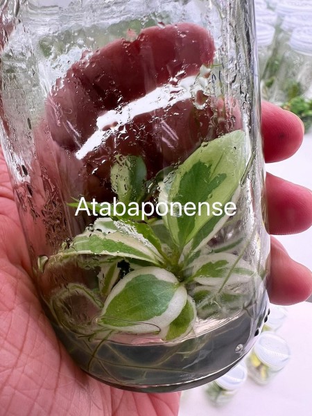 Philodendron Atabopoense albo variegata - NEW!!