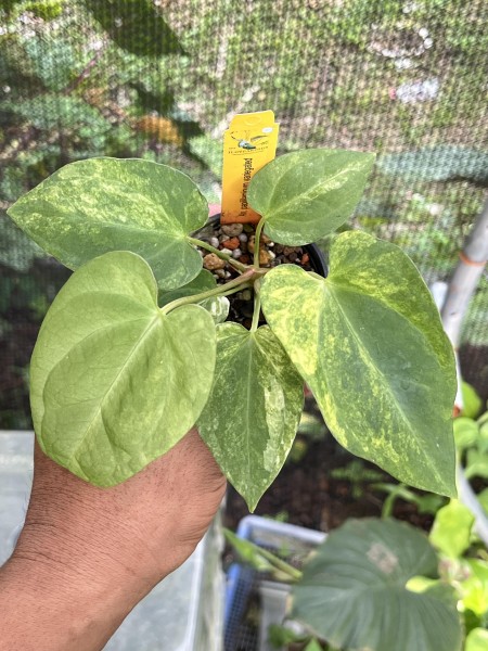 Anthurium Papillilaminum variegata 2 - NEW!!!