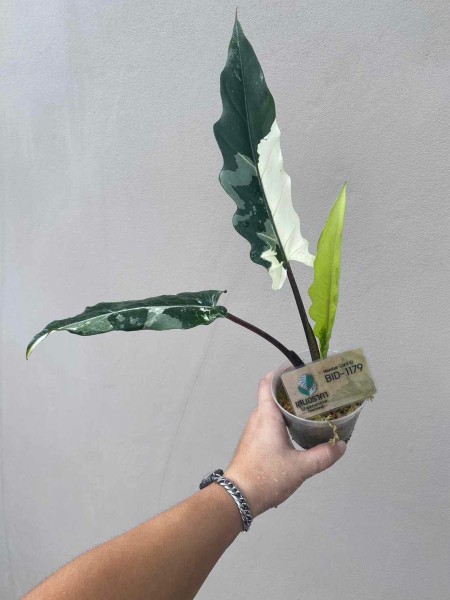 Alocasia Lauterbachia Albo variegata 2 - NEW!!