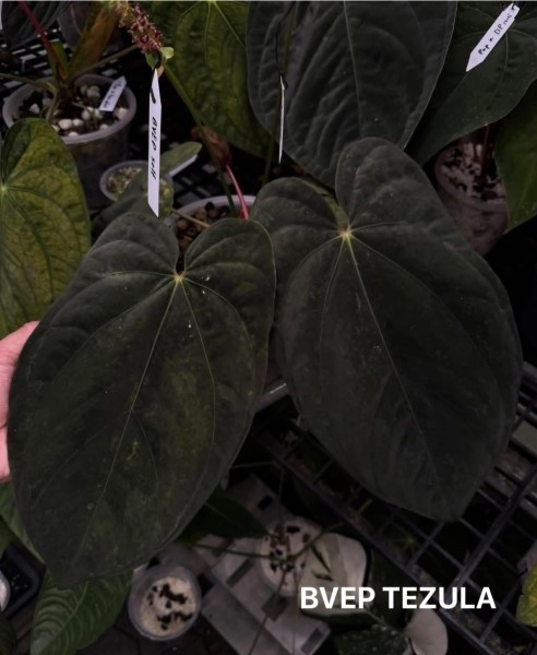 Anthurium BVEP TEZULA X SELF - NEW!!