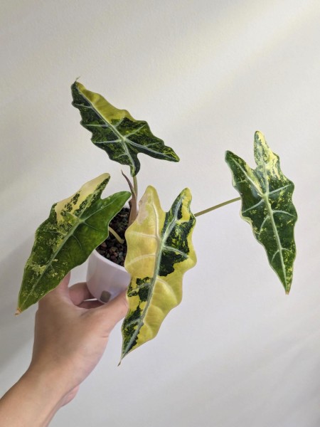 Alocasia sanderiana bull aurea variegata - NEW!!!