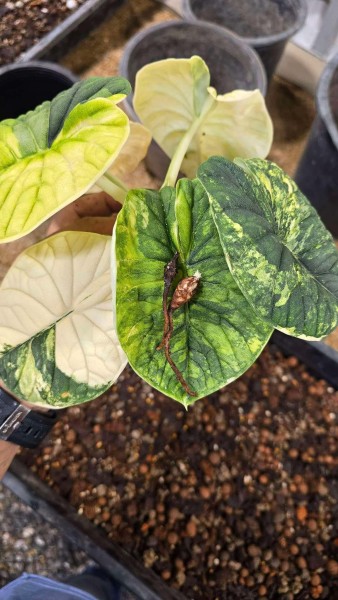 Alocasia Melo aurea var. - NEW!!!