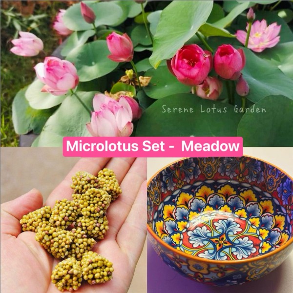 Micro Lotus Set - Meadow - NEW!!!