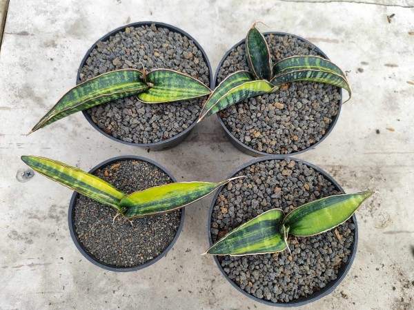 Fischeri black variegata - NEW!!!