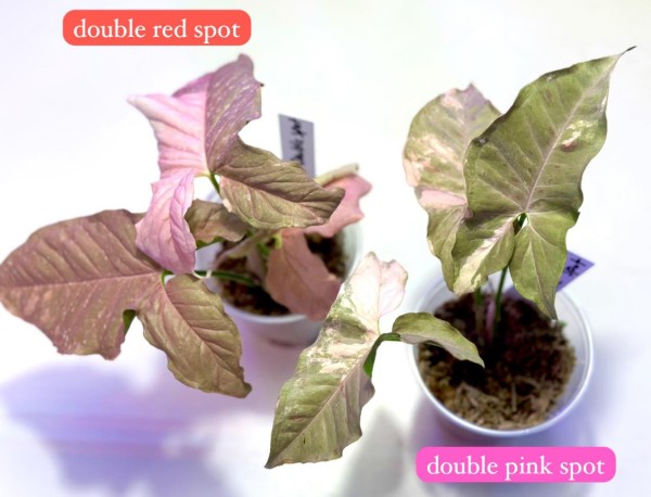 Syngonium Red double spot - NEW!!!
