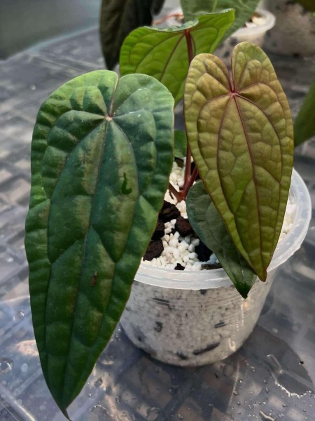 Anthurium RVDP X Luxurians - Cutting - NEW!!!