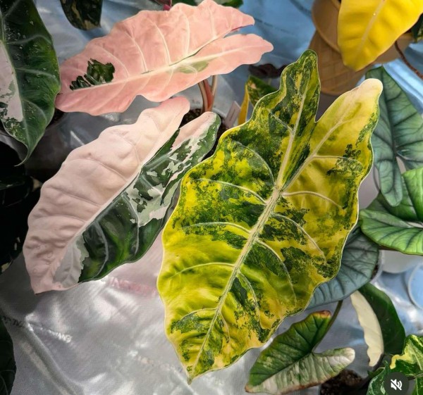 Alocasia Chantrieri aurea variegata - NEW!!!