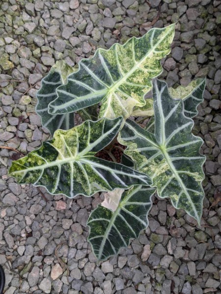 Alocasia Amazonica aurea mint/splash - NEW!!