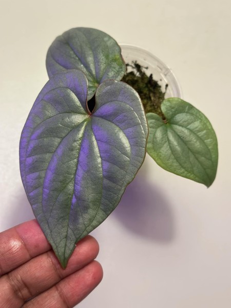 Anthurium sp. Peru 'Bluesilver' NEW!!