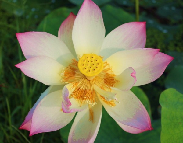 Sunshine Hibiscus
