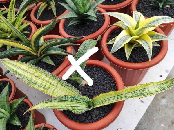 Cleopatra variegata 1 - NEW!!!