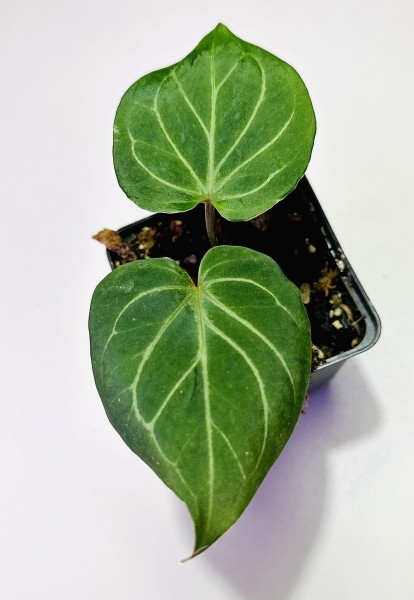 Anthurium King of spades - NEW!!