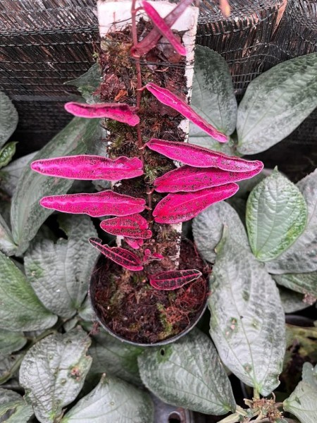 Piper sp. Pink variegata Narrow - NEW!!!