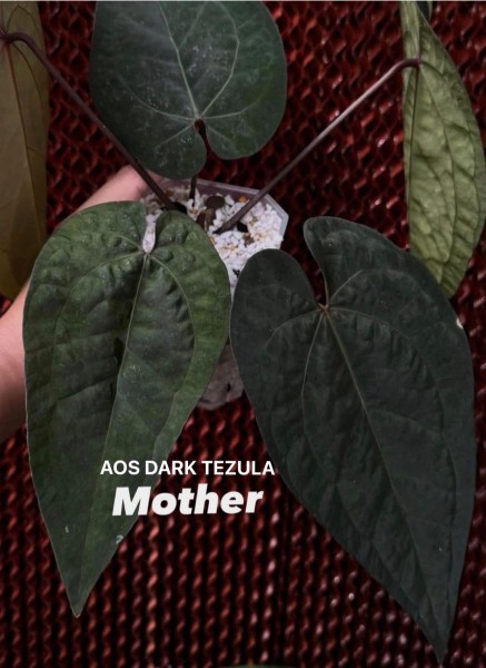 Anthurium AOS Dark Tezula - BIG MOTHERPLANT - NEW!!!