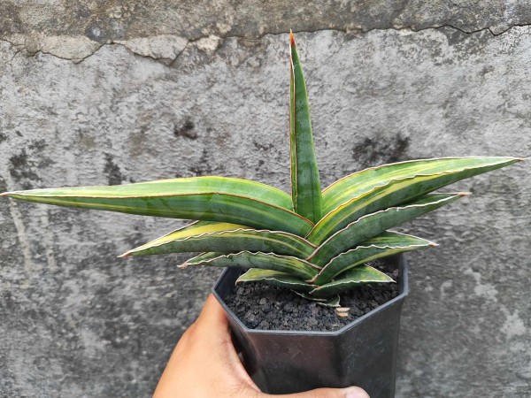 Ehrenbergii variegata - NEW!!!