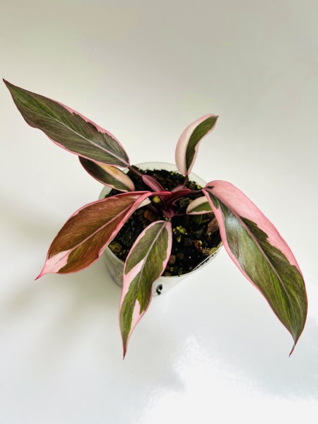 Philodendron pink princess Mutation - NEW!!!
