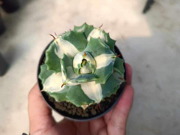 Agave ohirojin - NEW!!! - NEW!!!