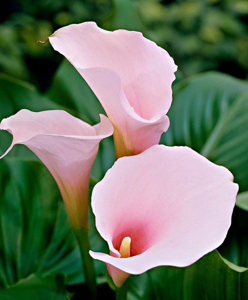 Zantedeshia Pink Mist