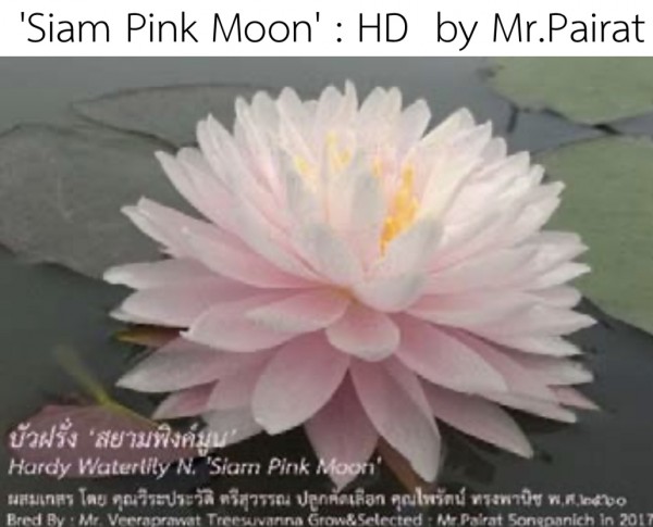 Siam Pink Moon