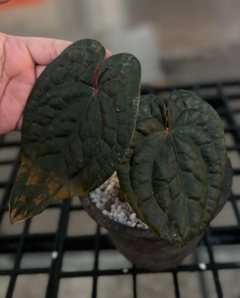 Anthurium Dark Phoenix X Luxurians 2 - NEW!!!