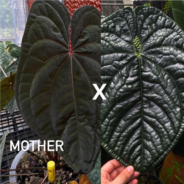 Anthurium RVDP x Luxurians 1 - NEW!!!