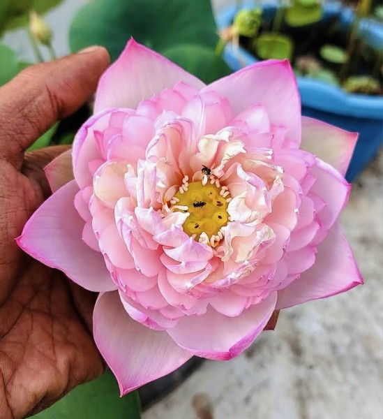 Amiry Camelia - Thailand