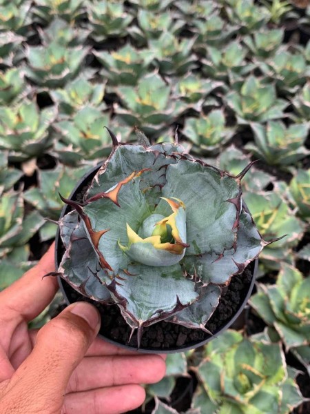 Agave Blue Bell - NEW!!!